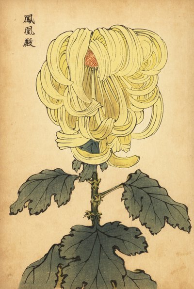 Hybride gelbe Chrysantheme, 1893 (Gravur) von Keika Hasegawa