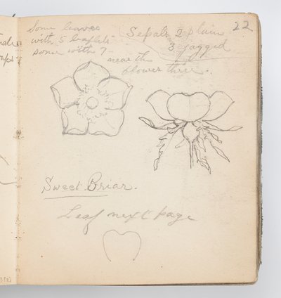 Skizzenbuchseite: Süßbriar von Kenyon Cox