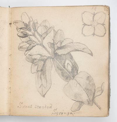 Skizzenbuchseite: Wohlriechender Syringa von Kenyon Cox
