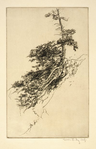 Kleine Felskiefer von Kerr Eby