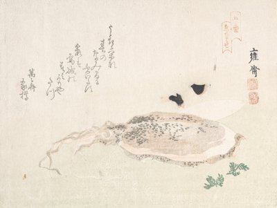 Tintenfisch, frühes 19. Jahrhundert von Kikuchi Yosai
