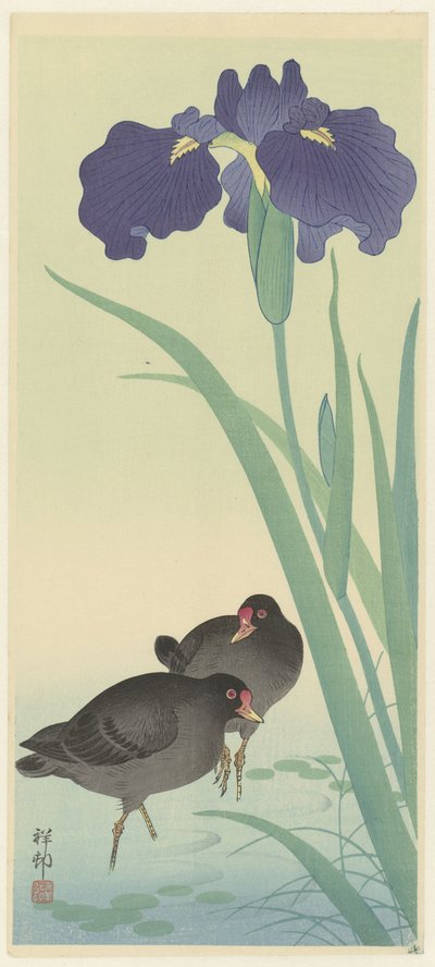Teichhühner und Schwertlilien von Ohara Koson