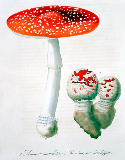 Fliegenpilz, 1821 von LFJ Hoquart