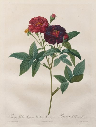 Die Rosen: Rosa Gallica Purpurea Velutina Parva von Langlois