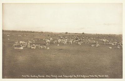 Das Lämmerlager, 1894 von Laton Alton Huffman