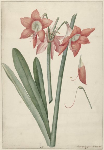 Amaryllis Haworthia Margaritiferas von Laurens Jacobsz. van der Vinne
