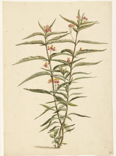 Blühende Frederiksblume (Asclepias curassavica) von Laurens Vincentsz. van der Vinne