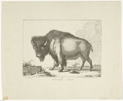 Bison von Leendert Brasser