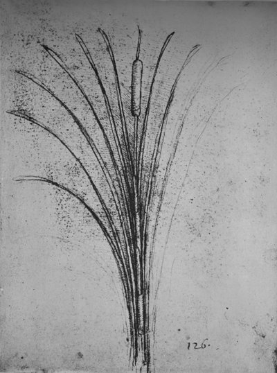 Eine Binsenpflanze, ca. 1480, 1945 von Leonardo da Vinci