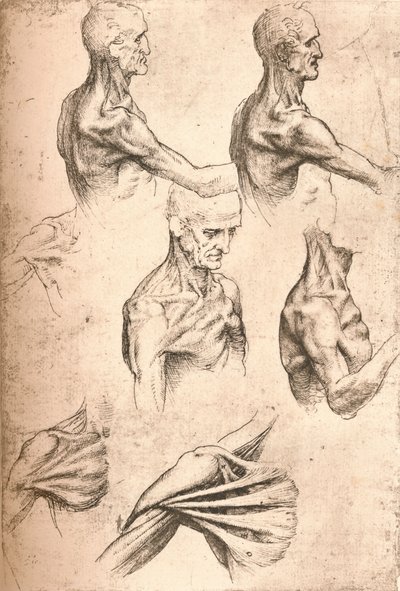 Anatomische Zeichnung, um 1472-um 1519, 1883 von Leonardo da Vinci