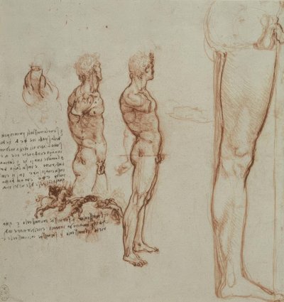 Anatomiestudien von Leonardo da Vinci