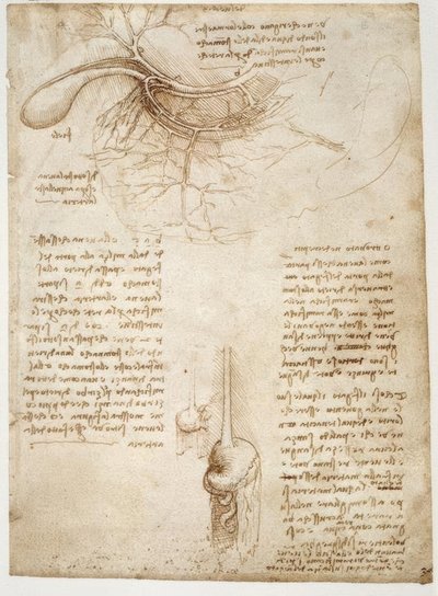 Anatomiestudien von Leonardo da Vinci