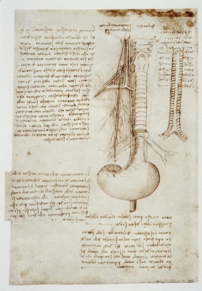 Anatomiestudien von Leonardo da Vinci