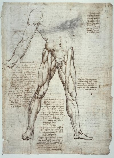 Anatomiestudien von Leonardo da Vinci