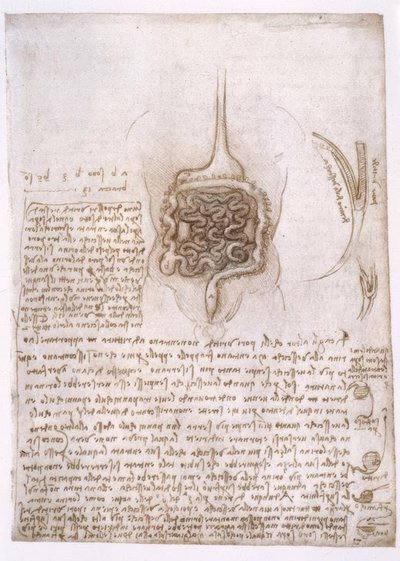 Anatomiestudien von Leonardo da Vinci