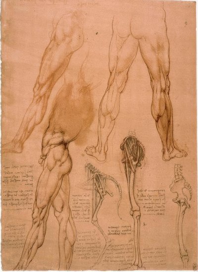Anatomiestudien: Beinmuskulatur von Leonardo da Vinci