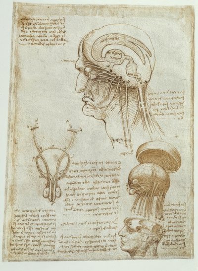 Anatomiestudien: Gehirn, Hirnkammern und Hirnnerven von Leonardo da Vinci