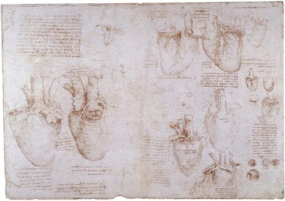 Anatomiestudien: Oberflächenvenen von Leonardo da Vinci