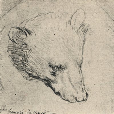 Kopf eines Bären von Leonardo da Vinci
