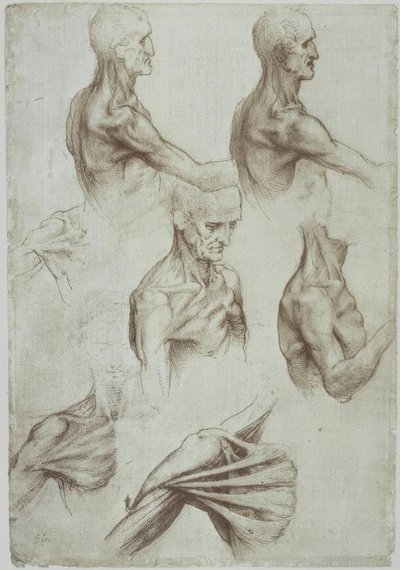 Leonardo / Hals- und Schultermuskulatur von Leonardo da Vinci