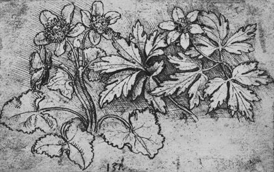 Skizze einer Pflanze, ca. 1480 1945 von Leonardo da Vinci