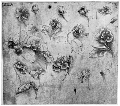 Studie von Blumen, um 1481-1483, 1954 von Leonardo da Vinci