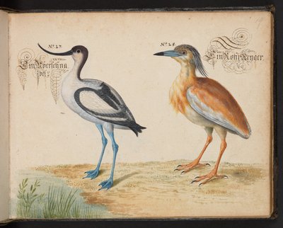 Säbelschnäbler und Rallenreiher von Leonhard Baldner