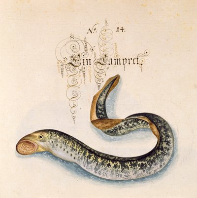 Meerneunauge von Leonhard Baldner