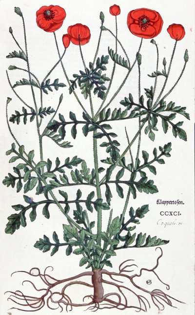 Mohn von Leonhard Fuchs