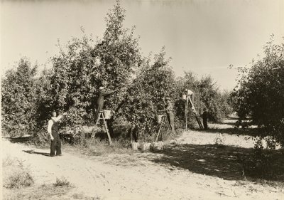 Ohne Titel von Lewis Wickes Hine
