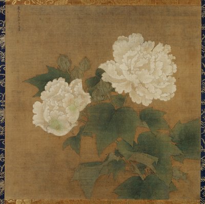 Weiße Hibiskusblüten von Li Di