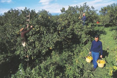 Bergamotte-Ernte, Kalabrien, Italien von Unbekannt Unbekannt