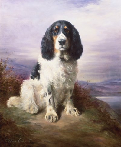 Royal, ein dreifarbiger arbeitender Springer Spaniel von Lilian Cheviot