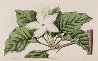 Gardenia propinqua von Lindley