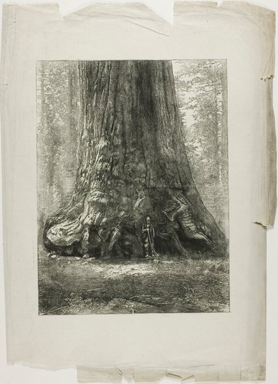Verdrehte Bäume von Louis Auguste Lepère