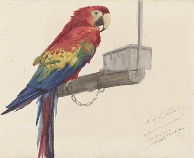 Papagei von Louis Charles Bombled