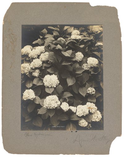 Tiffany Studios, ca. 1898-1920 von Louis Comfort Tiffany