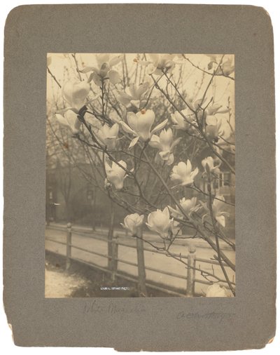 Tiffany Studios, ca. 1898-1920 von Louis Comfort Tiffany