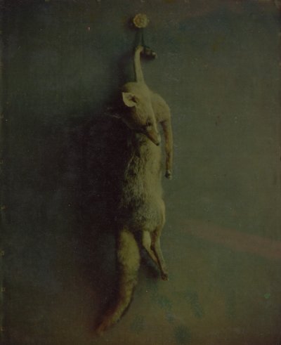 Fuchs von Louis Ducos du Hauron