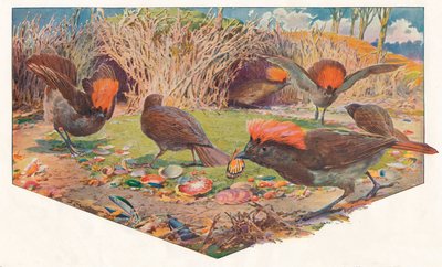 Gärtner Bower Birds, 1911 von Louis Fairfax Muckley