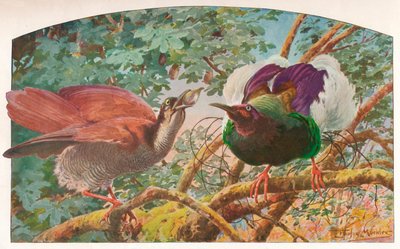 Zwölfdrähte Paradiesvögel, ca. 1910 von Louis Fairfax Muckley