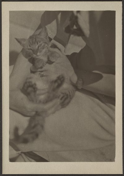 Katze von Louis Fleckenstein