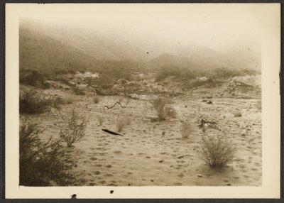 [Coyote Canyon] von Louis Fleckenstein