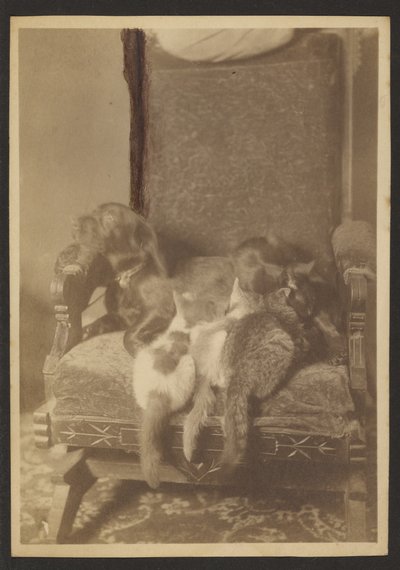 Kuschelnde Katzen und Hund von Louis Fleckenstein