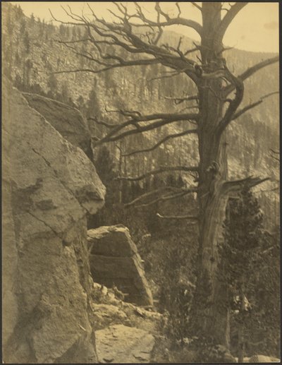 Landschaft mit totem Baum von Louis Fleckenstein