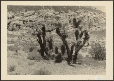 [Landschaft mit Joshua-Bäumen] von Louis Fleckenstein