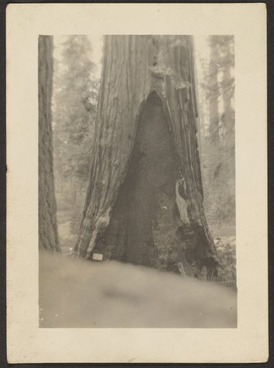 [Massiver Baum] von Louis Fleckenstein