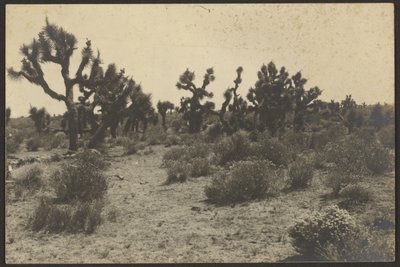 Mojave-Wüste von Louis Fleckenstein