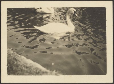 Schwan von Louis Fleckenstein