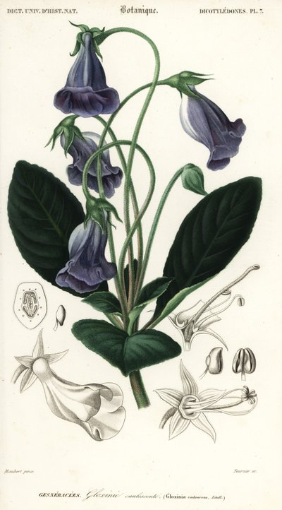 Brasilianische Gloxinie, Sinningia speciosa (Kupferstich) von Louis Joseph Edouard Maubert